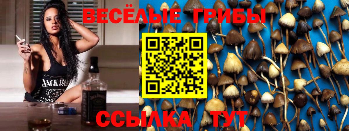 Гатчина  Псилоцибиновые грибы прущие грибы  Вход с VPN 