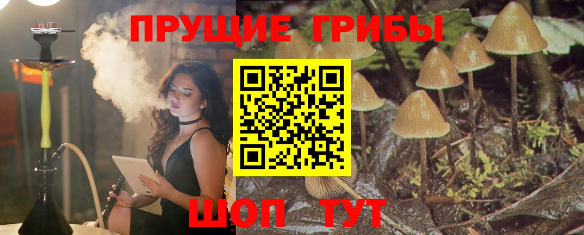 Галлюциногенные грибы прущие грибы Гатчина